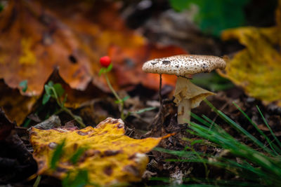 Close-up of mushroom growing on field