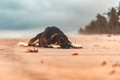 Dog resting on sand at beach