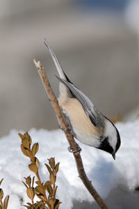 Close-up of bird perching on snow