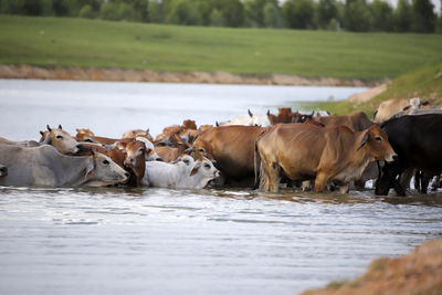 View of cows on riverbank
