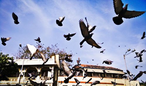 Low angle view of birds flying in sky