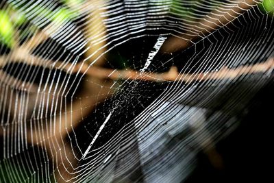 Spider web on wall