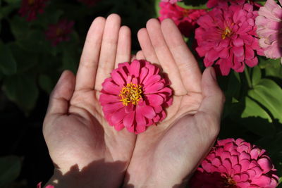 Close-up of hand holding pink flower