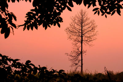 Silhouette trees against sky during sunset