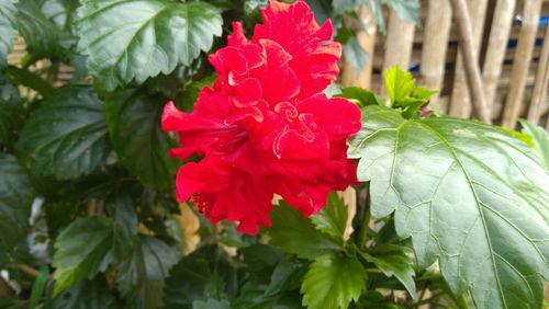 Close-up of red flowering plant