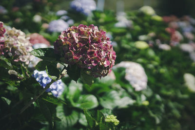 Close-up of flowering plant