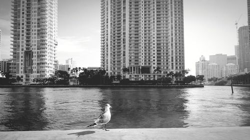 View of birds in city