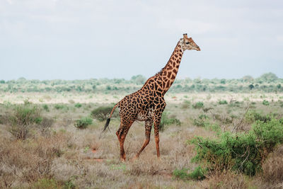 Giraffe standing on field