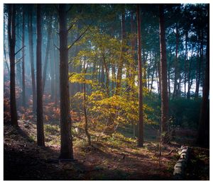 Trees in forest during autumn