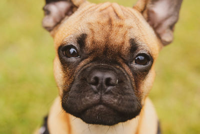 Portrait of a frug puppy 