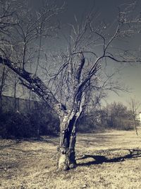 Bare trees on field