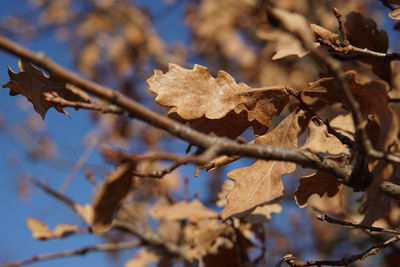 Close-up of dried leaves on tree