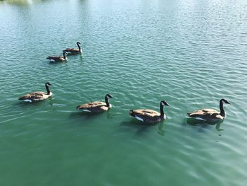 High angle view of ducks swimming in lake