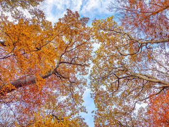 Low angle view of autumnal trees against sky