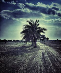 Palm trees on landscape against cloudy sky