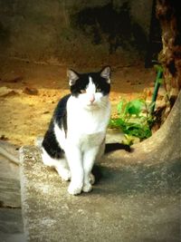 Portrait of cat sitting on floor