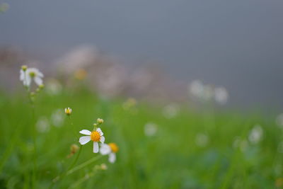 Close-up of white flowers on field