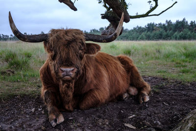 Highland cattle sitting on field against sky