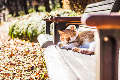 Cat sitting on bench in the park