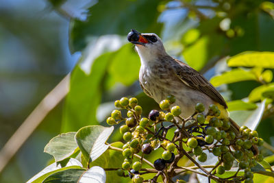 Bird perching on a plant