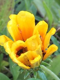 Close-up of yellow flower