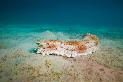 View of crab on beach