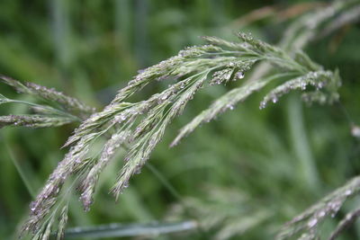 Close-up of wet plant