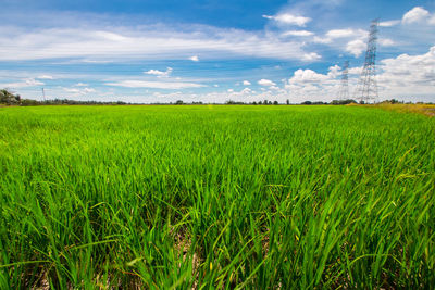 Scenic view of agricultural field against sky