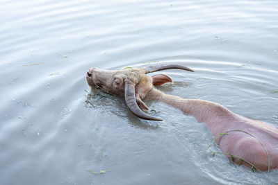 High angle view of turtle in lake