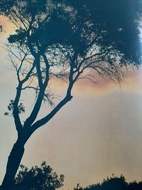 Low angle view of silhouette bare tree against sky