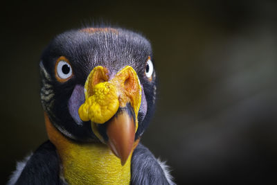 Close-up portrait of king vulture