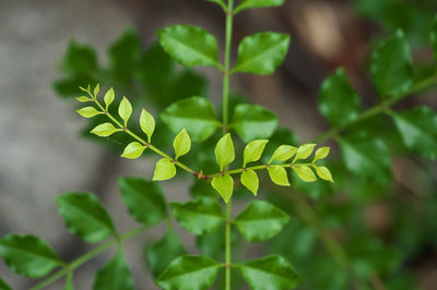 Close-up of green leaves