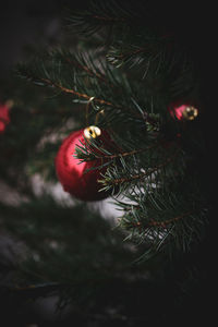 Close-up of christmas tree