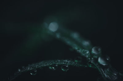 Close-up of water drops on plant during rainy season