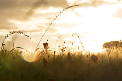 Silhouette plants on field against sky during sunset