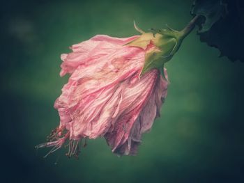 Close-up of insect on pink flower