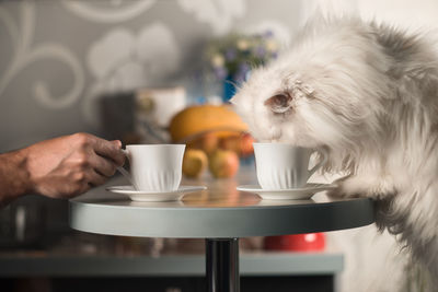 Cropped hand of man having coffee with cat at home