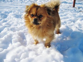 Dog on snow