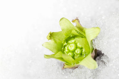 High angle view of vegetables in plate