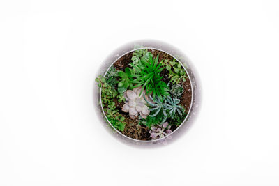 High angle view of plants against white background