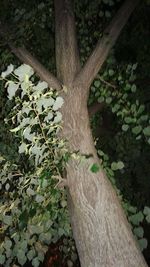 Close-up of tree in forest