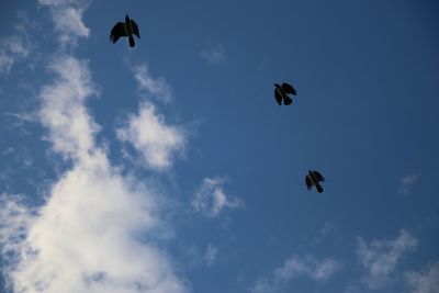 Low angle view of two birds flying in sky