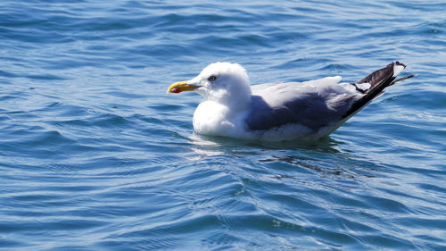 Close-up of seagull swimming