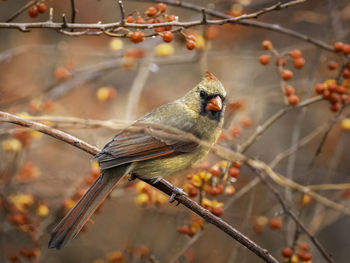 Female northern cardinal hiding in a berry bush