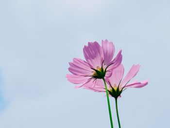 Close-up of pink cosmos flower against sky