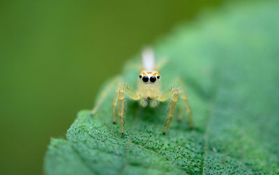 Close-up of spider