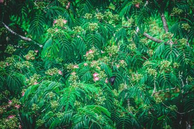 Plants growing on tree