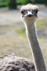 Close-up portrait of ostrich