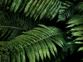 Close-up of fern leaves