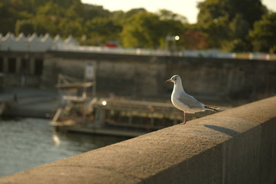 Seagull perching on retaining wall